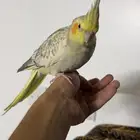 أعرض لكم طيوري