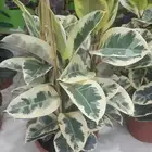 تنسيق حدائق