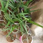 شتلات صبار صغيرة للبيع