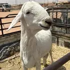 طليان سواكني