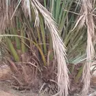 فسايل برحى كبيرة الحبة الكبيرة درجة اولة فاخرة