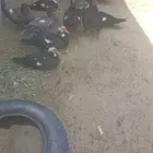 للبيع بط