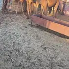 قعدان العمر 6 شهور