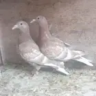 ثلاث طبات زاجل كارل مليمينز بيور ( سباق وفاخره )