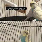 للبيع طيور