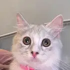 بسه شيرازيه