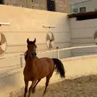 مهر عربي بوراق .