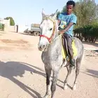 حصان عربي واهو للبيع