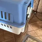 اكل القطط ومستلزماتها