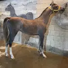 مهره شعبيه فاخره