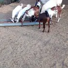 تيوس فل شحم