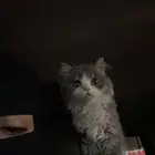 قطه ضائعه