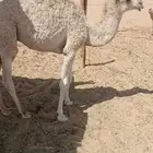 حاشي للبيع الموقع الجويه الخرج