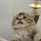 للبيع قطط