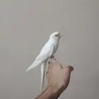 كروان البينو اليف هدد نشبه