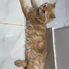قط ذكر للتبني