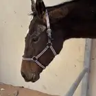 فرس انجليزي