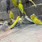 ازوج حب ومفرد جملة