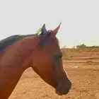 حصان شعبي العمر 3 سنوات