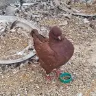 للبيع حمام مشكل
