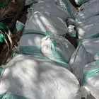 تمر نفيع