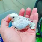 فروخ روز غر