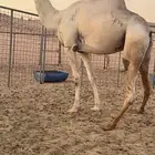 فحل شاهين صاحب سياره الجنادريه من 19 كيلو