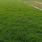 نجيله طبيعي مشروطه