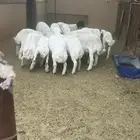 ضحايا طيبة جذعان وثنيان
