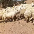 ضان حريات مقنوي