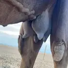 ناقه مميت ام ثالث