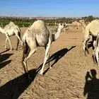 حشو قعدان قصب