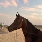 حصان واهو