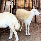 غنم حريات
