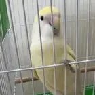 روز اليف ومغرد وهدد
