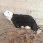 رخل نجديه للبيع