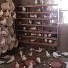 حمام فرنسي و بلدي