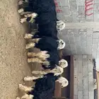 نجديات للبيع