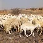 للبيع مراح حريات ومقاني من الصنف الطيب