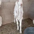 تيس مشروك