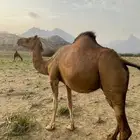 للبيع ابل ثنتين سواحل