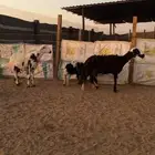 شاتين متابيع