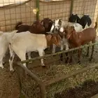 تيوس مخاصي