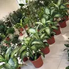 نوفر نباتات وزرع داخلي