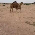 ناقه ساحليه