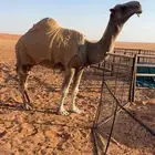 للبيع فحل تمامي