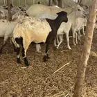 غنم
