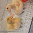 2 جوز بط للبيع