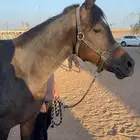 حصان شعبي من فواخر الشعبي