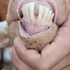 معزا